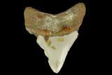 3.38" Fossil Megalodon Tooth - North Carolina - #131595-1